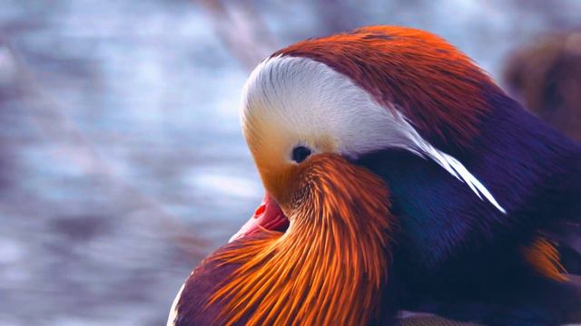 Special 12K HDR 60fps - Dolby Vision Demo смотреть онлайн