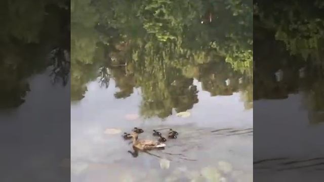 Забавное утиное семейство Dacks смотреть онлайн