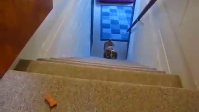 Спуск подъем по лестнице по бульдожьи смотреть онлайн