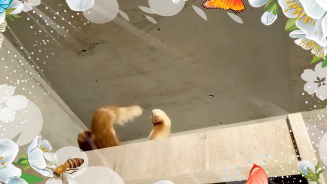Британский кот Рунно тянет лапки / British cat Runno pulls its paws смотреть онлайн