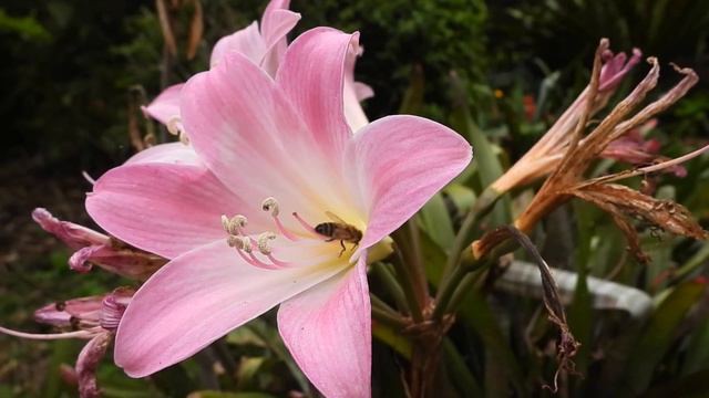 Close up of Bee in Pink Trumpet Flower movie смотреть онлайн