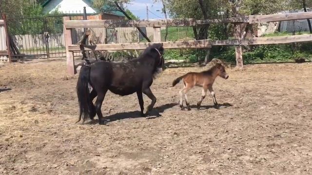 Двухдневный жеребёнок шетлендский пони. Персей смотреть онлайн