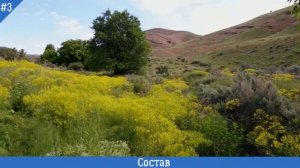 ВАЙДА красильная описание, состав, где растет, заготовка | ВАЙДА красильная УСЬМА - одно и тоже!!!