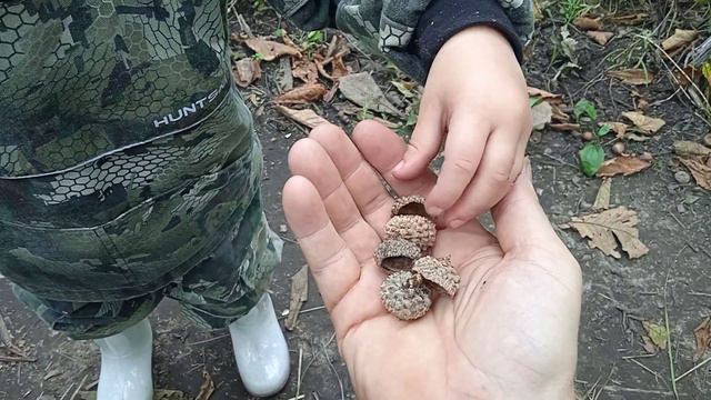 злата на мысе вятлина 01.10.2022 собирает желуди смотреть онлайн