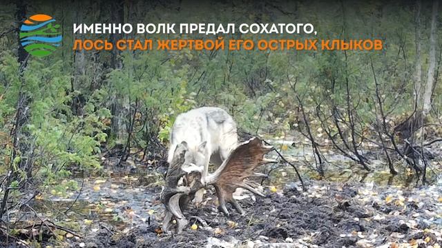 «ДухЛось – финал»: раскрыта тайна загадочного исчезновения царя лесов смотреть онлайн