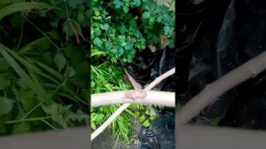 Инжир прививка нескольких сортов на один ствол.