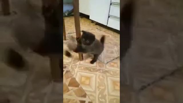 жила была черная кисонька смотреть онлайн