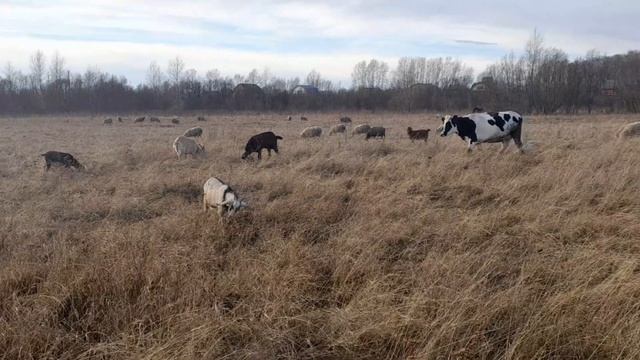 Осенние пастбище смотреть онлайн