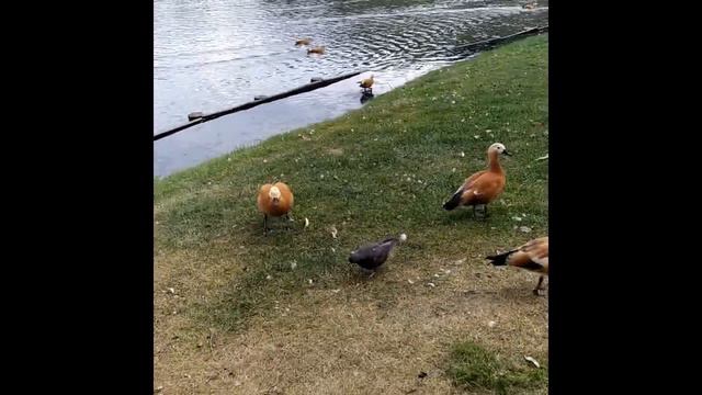 MIX Утки в музее-заповеднике Царицыно смотреть онлайн