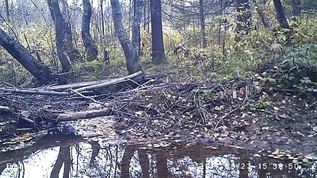 Енотовидная собака Висимский заповедник 23 09 17 смотреть онлайн