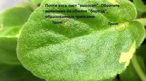 Выпуск #1: вредители фиалок. Трипсы. Как с ними бороться. Мой опыт.