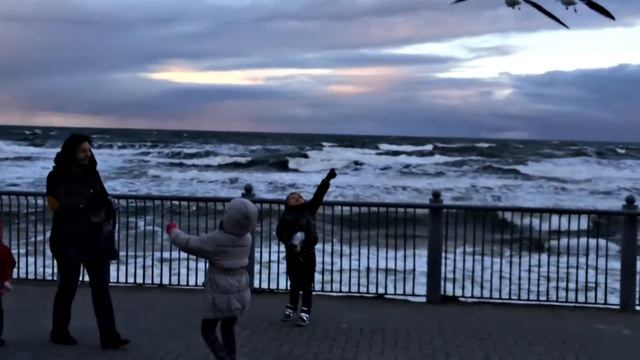 Море и чайки глазами Кота. Светлогорск смотреть онлайн