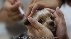 Йоркширский терьер: уход, содержание, питание