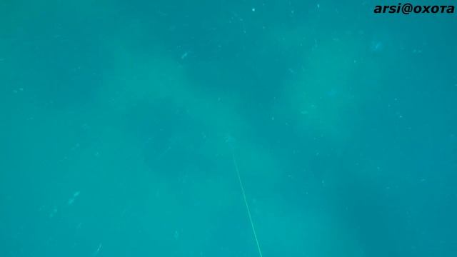 Пеламида сезон 2019 смотреть онлайн