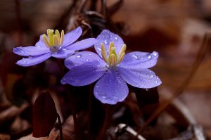 "Сомнительная Джефферсония»