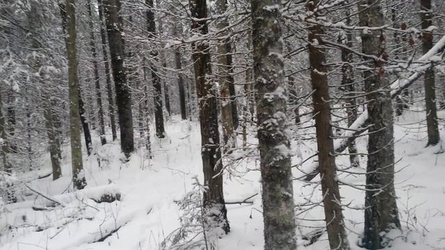 Первый выезд на снегоходе по путику!Кунье затишье. смотреть онлайн