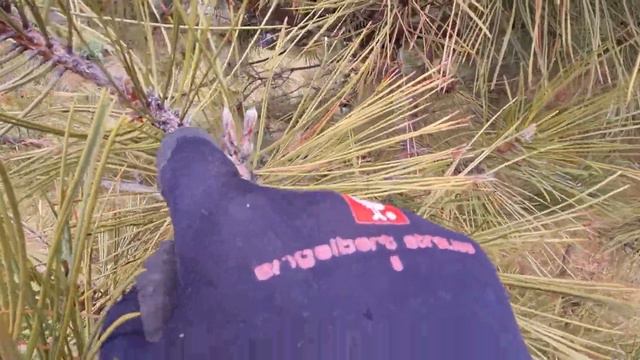 Обрезка сосен смотреть онлайн