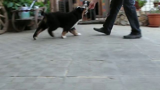 Бернский зенненхунд Церри Из Большого Дома, 2,5 мес