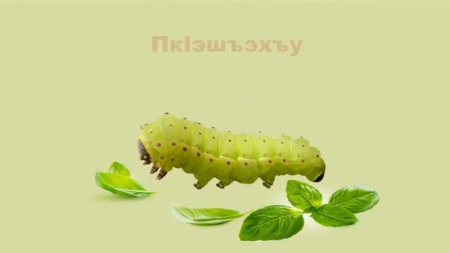 Насекомые. Картинки. Учим адыгейский язык. смотреть онлайн
