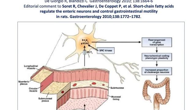 Stato dell'arte nello studio del Microbiota (E. Corazziari) смотреть онлайн