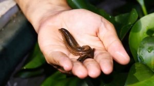 Разведение пиявок в домашних условиях как бизнес идея