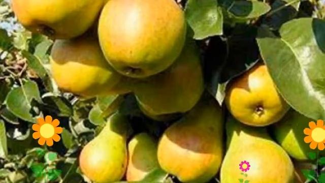 Груша обыкновенная Лада (Lada). Краткий обзор, описание характеристик, где купить саженцы смотреть онлайн