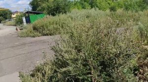 Как живут люди в частном секторе. Фатеевка. Челябинск. Улица Костромская