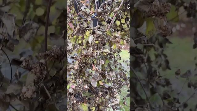 КАК УКРЫТЬ КЛЕМАТИС смотреть онлайн