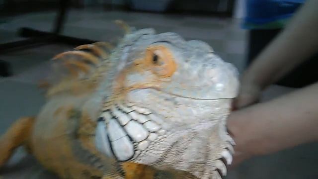 iguana. подстрижка коготков у игуаны смотреть онлайн