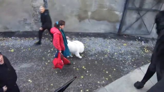 Выстака собак. Tbilisi. 23.11.2014 смотреть онлайн