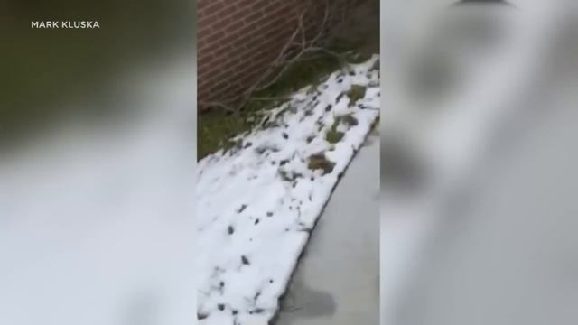 Officer, not suspect, knocked on classroom door in video from Oxford High School shooting | ABC7 смотреть онлайн