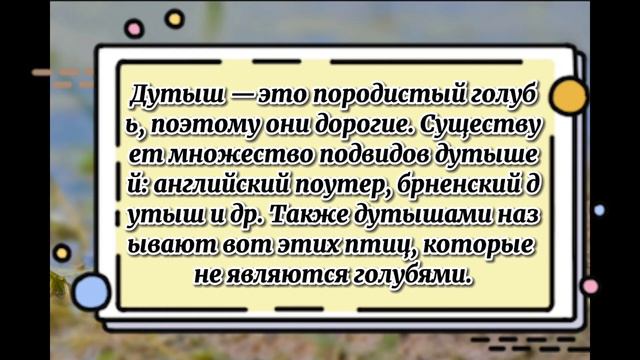 Виды голубей: дутыш смотреть онлайн