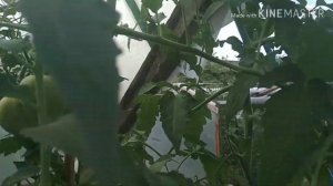 Томат Абаканский розовый,обзор .