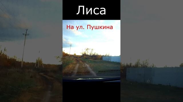 Лиса в городе на улице Пушкина. A fox in the city on Pushkin Street смотреть онлайн