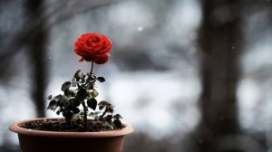 Ты жизнь мою вошла