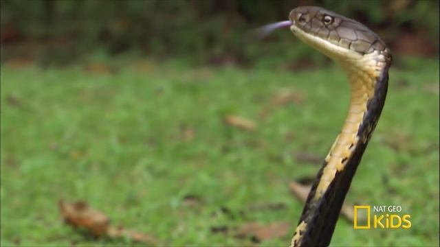 Опасайтесь встречи с ней: Тайпан Маккоя, самая ядовитая змея из сухопутных! смотреть онлайн