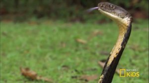 Опасайтесь встречи с ней: Тайпан Маккоя, самая ядовитая змея из сухопутных!