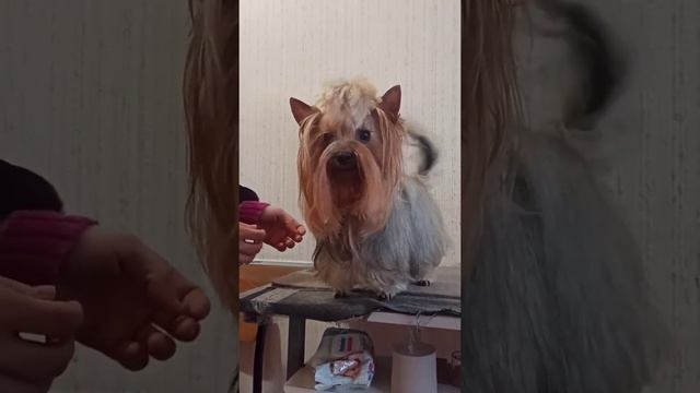 Yorkshire terrier girl with beautiful long hair! ? Девочка йорка с красивой длинной шерстью! смотреть онлайн
