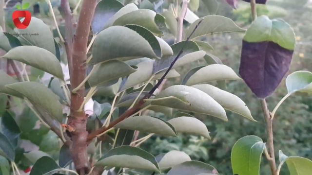 Spasite Vaše Kruške Od Ovog štetnika - Kruškina Osa Srčikarica