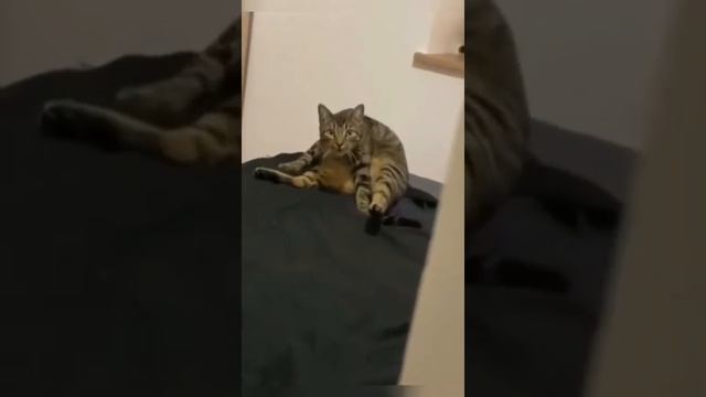 Кто сказал что коты не улыбаются. смотреть онлайн