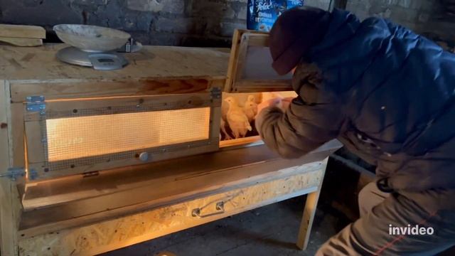 Коровы. Бройлеры . Теленок уже гуляет! #герефорд #корова #цыпленок#бройлер #ферма #животные #деревн смотреть онлайн