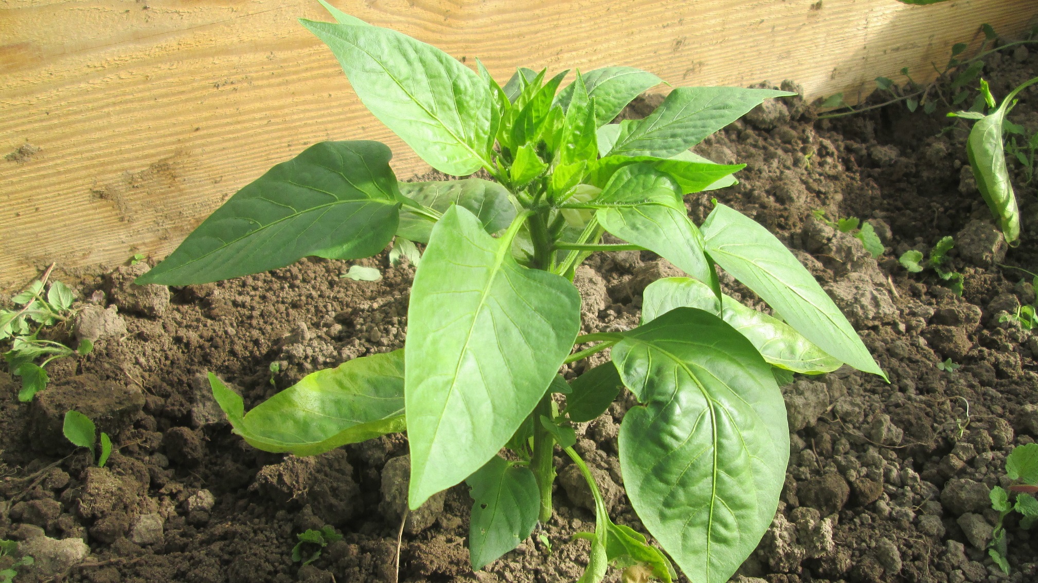 Формирование сладкого перца смотреть онлайн