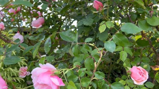 Garden Talk in my English Rose Garden | Advice | Tips & more | David Austin Roses | Acers | Plants смотреть онлайн