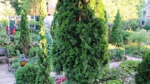 УХОД ЗА РОДОДЕНДРОНАМИ ПОСЛЕ ЦВЕТЕНИЯ