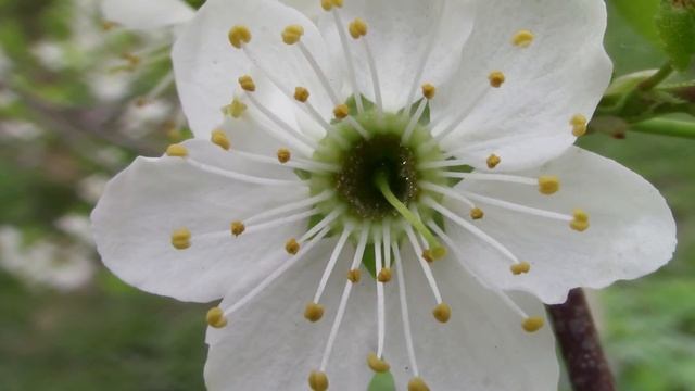 Тест Canon LEGRIA HF R806, LEGRIA HF R86 и LEGRIA HF R88 смотреть онлайн