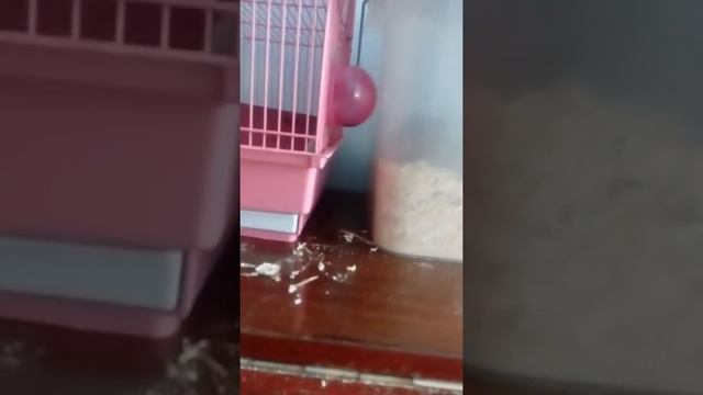 Мои песчанки Молния и Гроза и… смотреть онлайн