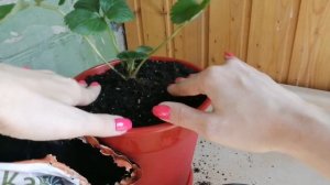 #клубника на балконе #клубника зимой на подоконнике