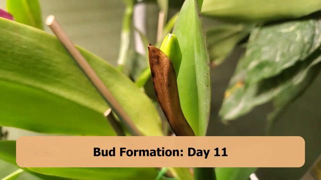 This is Why Your Orchid is Wilting! Life Cycle, Dormancy & Phases смотреть онлайн