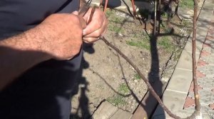 Прививка яблони одного сорта на яблоню другого сорта