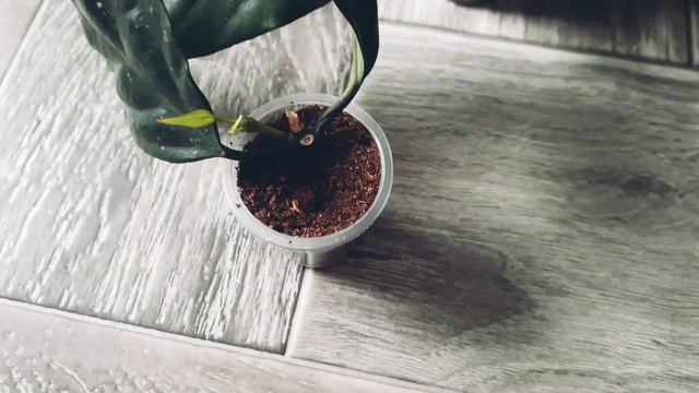 распаковка новинок.хоя лазиантакалистофилакалимантанпраеториah 74вилоза длинный листпубикалис